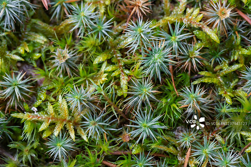 森林生态系统中生长的星苔。苔藓物种的特写宏观视图，具有尖刺状结构。图片素材