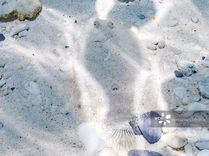 豹纹比目鱼,Bothus pantherinus。一群热带鱼。美丽的珊瑚礁和游泳的人们。日本冲绳县岛尻郡座间味村古宇利岛,座间味岛,庆良间群岛 - 2025年6月29日图片素材