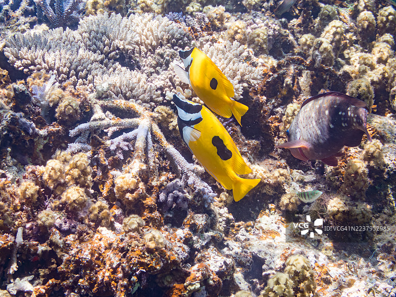 斑点狐狸鱼(Siganus unimaculatus)和其他鱼类在美丽的珊瑚礁中。福氏鹦嘴鱼(Scarus forsteni)、一群热带鱼。美丽的珊瑚礁和游泳的人们。安室岛、座间味岛、庆良间群岛、岛尻郡图片素材