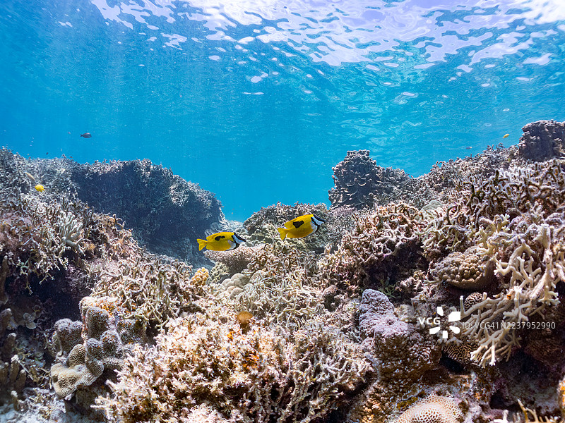 斑点狐狸鱼 (Siganus unimaculatus)，蓝纹鹦嘴鱼 (Scarus ghobban)，蓝绿鲹 (Chromis viridis)，蓝绿鲹。一群热带鱼。美丽的珊瑚礁和游泳的人们。安室岛、座间味岛、庆良间群岛，图片素材