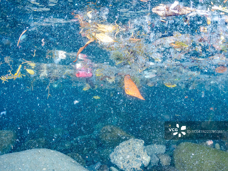 圆鳍鱼，Platax orbicularis，幼鱼，以及其他鱼群。半水面摄影。日本静冈县伊豆半岛南伊豆中木港 Hirizo 海滩 - 2025 年 7 月 21 日。图片素材
