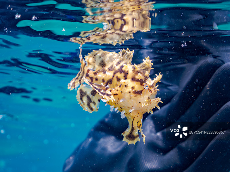 海藻鱼 (Histrio histrio),幼鱼,鱼群,半水面摄影。日本静冈县伊豆半岛南伊豆中木港平野。
- 2025年7月21日。图片素材