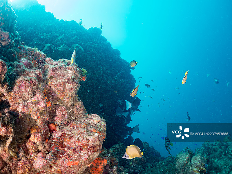日本蝴蝶鱼，海金鱼，蓝黄间条鱼，韦伯氏海葵鱼，北方黄斑海葵鱼等鱼群。图片素材