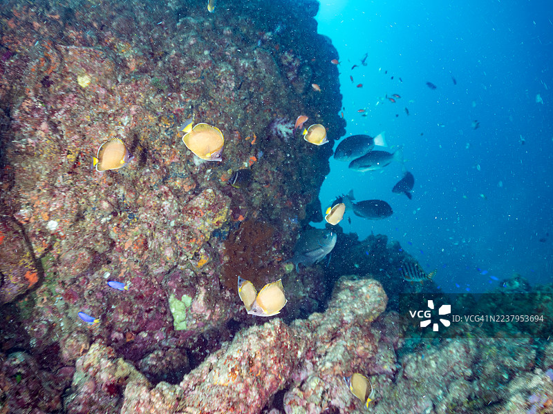日本蝶鱼，海金鱼，蓝黄丝鳍鱼，蓝黄丝鳍鱼，金带丝鳍鱼，韦伯氏海葵鱼，北方黄斑海葵鱼等鱼群。图片素材