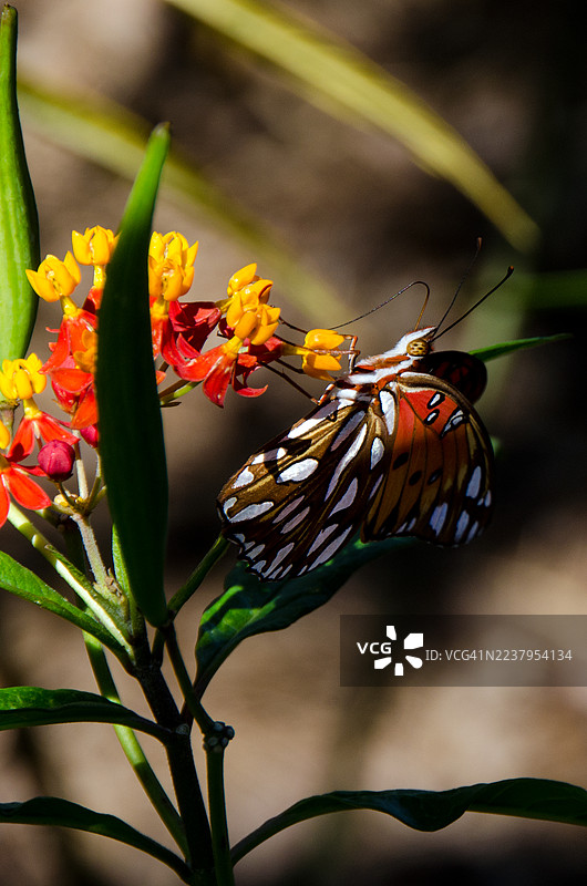 墨西哥白菜蝴蝶和马利筋图片素材