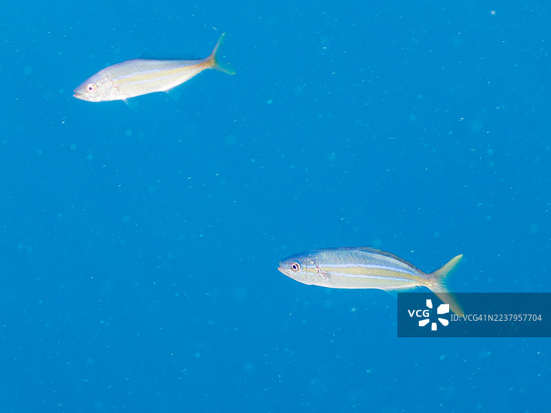 大西洋鲹 (Seriola dumerili), 拟鲹 (Elagatis bipinnulata), 鹦鹉鱼, 斑纹䲗 (Oplegnathus fasciatus), 条纹海葵鱼 (Abudefduf vaigiensis), 细纹鲀 (Rudarius ercodes) 等鱼群，幼鱼，成群的鱼。图片素材