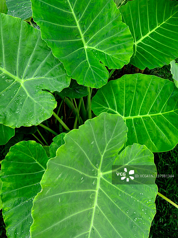 雨季中的巨型象耳叶图片素材