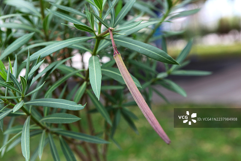 夹竹桃种子荚图片素材
