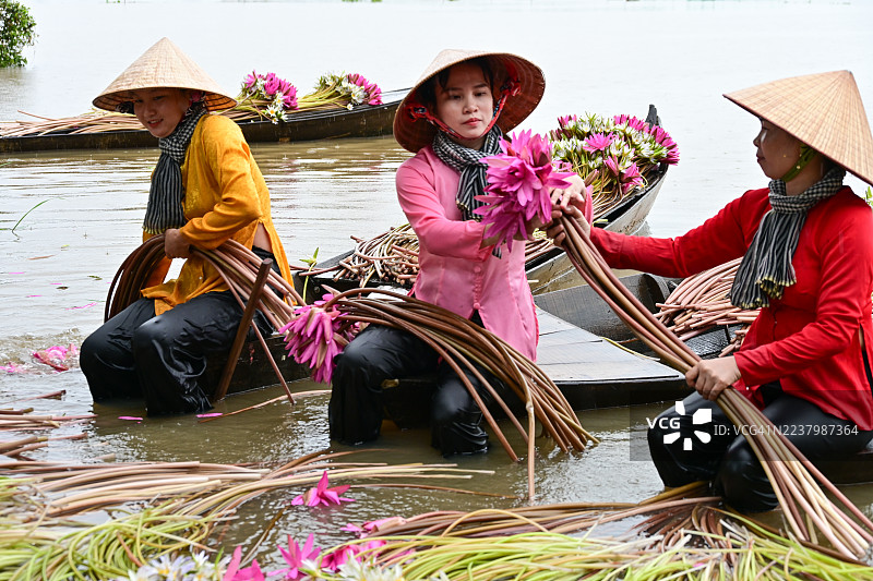 湄公河三角洲农民在雨季采摘百合花图片素材