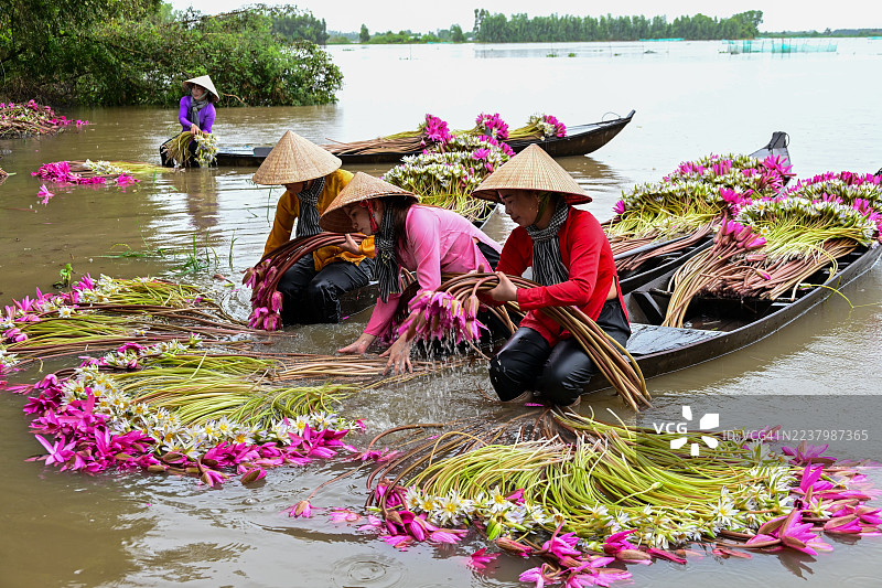 湄公河三角洲农民在雨季收获百合花图片素材