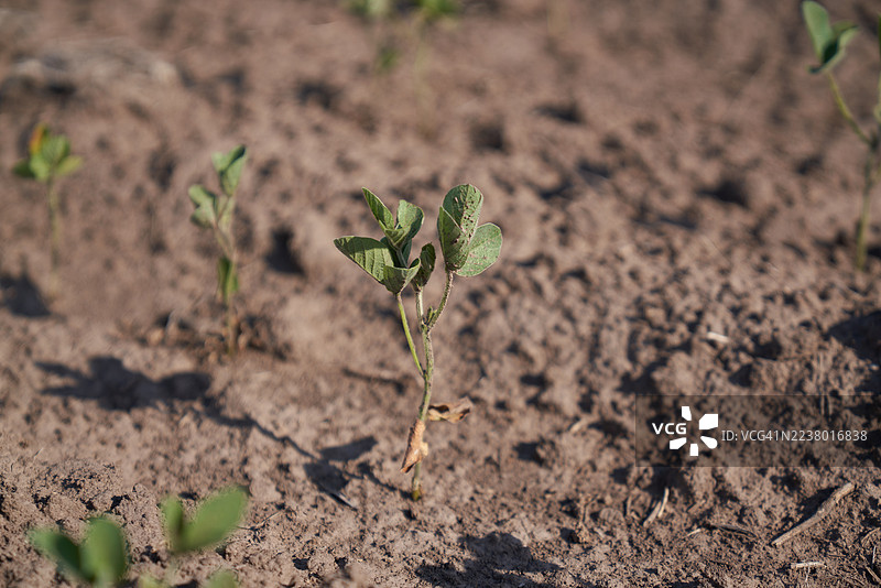 遭受螨虫侵害的大豆植株在田野中生长图片素材