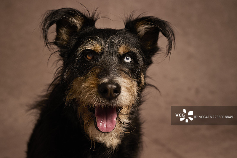 串串狗喘着气，抬头望着图片素材