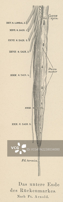 一条旧的雕刻插图，描绘了脊髓的下端在成人中以脊髓圆锥结束，通常在 L1-L2 椎骨水平，其下方是马尾神经，一束神经，形似马尾。图片素材