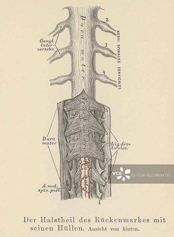 旧版雕刻插画：颈部脊髓图片素材