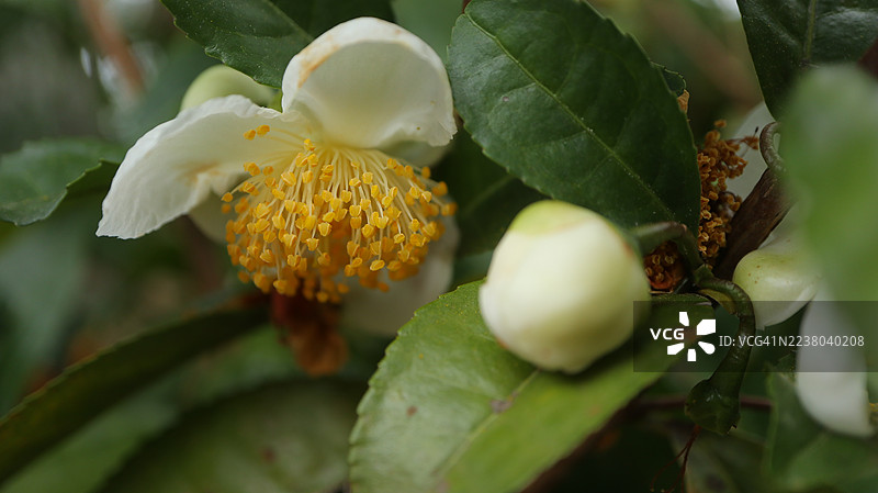 近距离拍摄的完整的山茶花（茶叶植物）及其花蕾图片素材