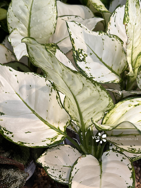 大麻雀竹芋（Dieffenbachia Sequine）植物的特写叶子图片素材