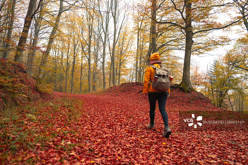 徒步者走在被秋叶覆盖的森林里。图片素材
