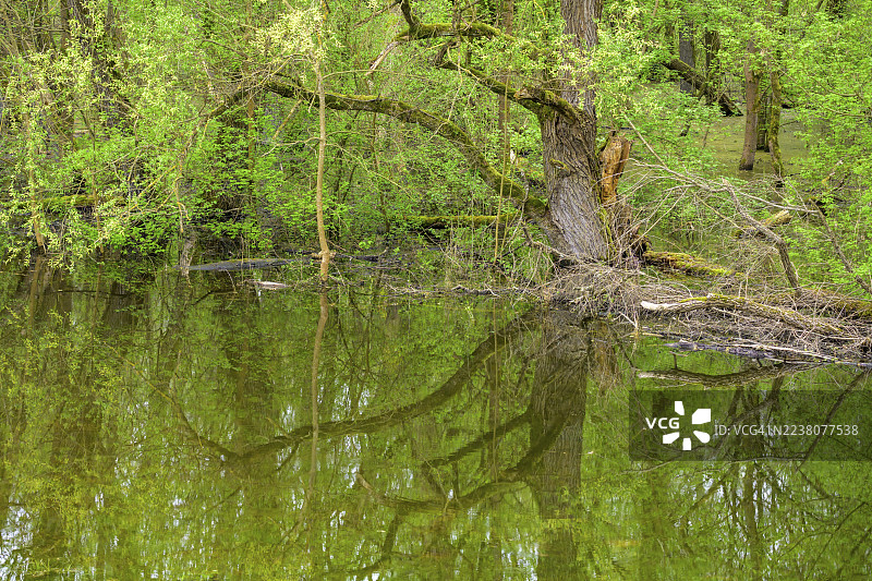 萨瓦河牛轭湖上的淹没冲积林，克罗地亚希萨克-莫斯拉维纳县科西格图片素材