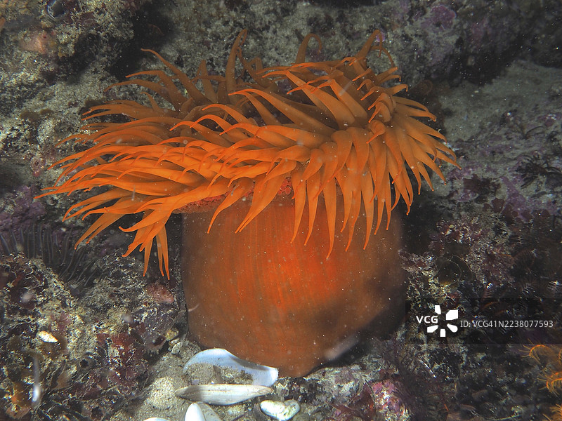 橙色海葵长触手，假梅花海葵（Pseudactinia varia），栖息在海床上。潜水点：好望角，南非开普敦，好望角。图片素材