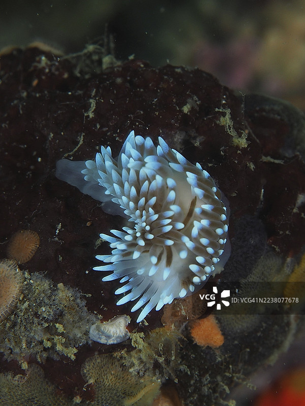 发光的蓝色海蛞蝓，火焰海蛞蝓（Bonisa nakaza），栖息在海底基质上图片素材
