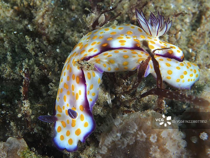一只色彩鲜艳的海蛞蝓,带有黄点和紫色细节,学名为 Hypselodoris ghardaqana,栖息在海床上。潜水地点为南非夸祖鲁-纳塔尔省马普塔兰海洋保护区索德瓦纳湾国家公园。图片素材