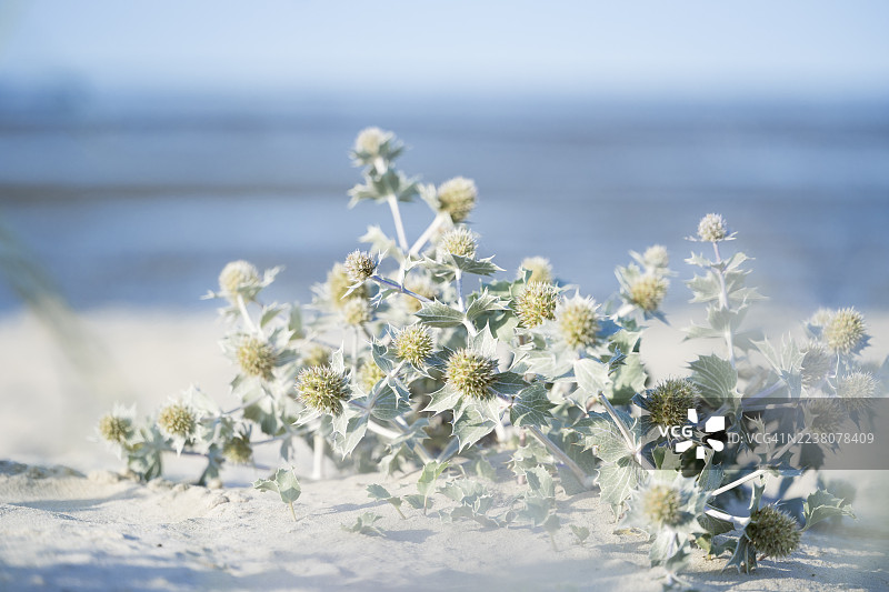 沙滩上的海滨刺芹（Eryngium maritimum），背景为海滩、大海和地平线，位于德国下萨克森州希利格。图片素材
