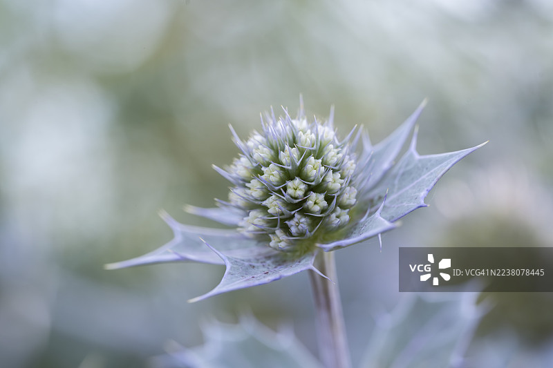 海石竹（Eryngium maritimum），未完全绽放的花朵特写，德国下萨克森州希利格图片素材