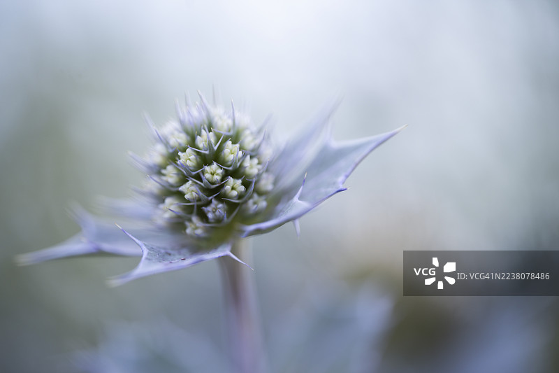 海刺芹（Eryngium maritimum），未完全绽放的花朵特写，德国下萨克森州希利格图片素材