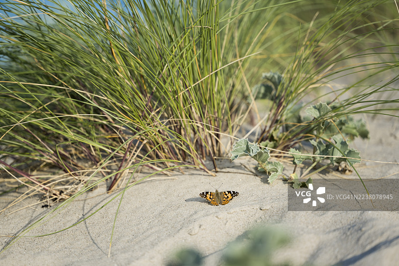 蓟马（Vanessa cardui），在沙丘上，位于海滨草（Ammophila arenaria）和海蓟（Eryngium maritimum）前，地点在德国下萨克森州席利格海滩。图片素材