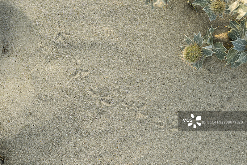 沙滩上的鸟类足迹，旁边是海刺芹（Eryngium maritimum）的几朵花，位于沙丘区域，清晰可见的脚印，希利希海滩，下萨克森州，德国图片素材