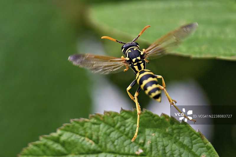 瑞士的篱墙马蜂（Polistes dominula），正从一片叶子上起飞图片素材
