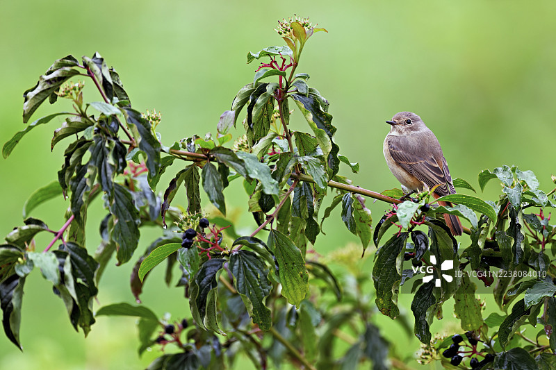 雌性黑鸲（Phoenicurus ochruros）在欧洲红端木（Cornus sanguinea）上，坐着，瑞士图片素材