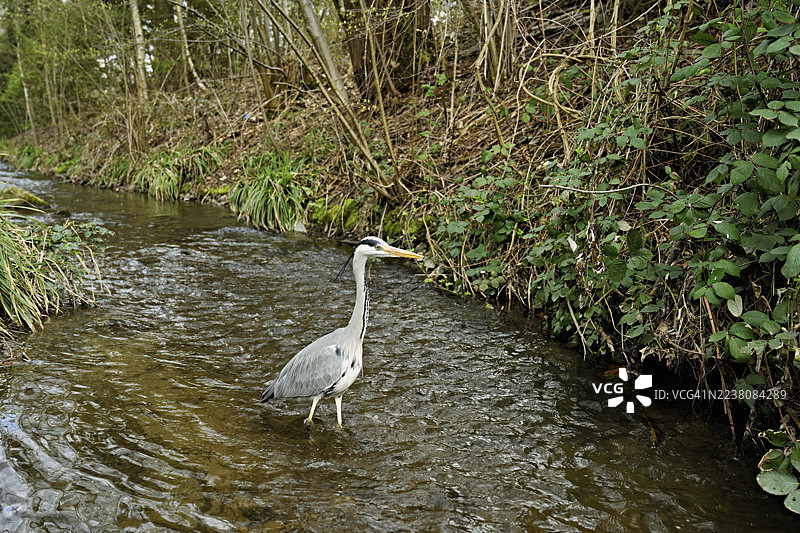 灰鹭（Ardea cinerea）站在瑞士楚格州的一条溪流中图片素材