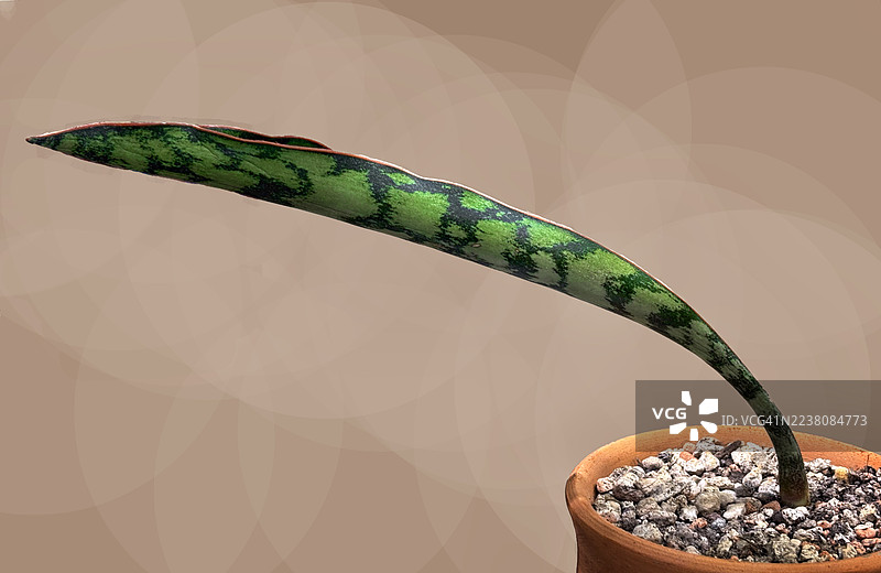 带有斑点的虎皮兰，装在陶盆中，背景为米色图片素材