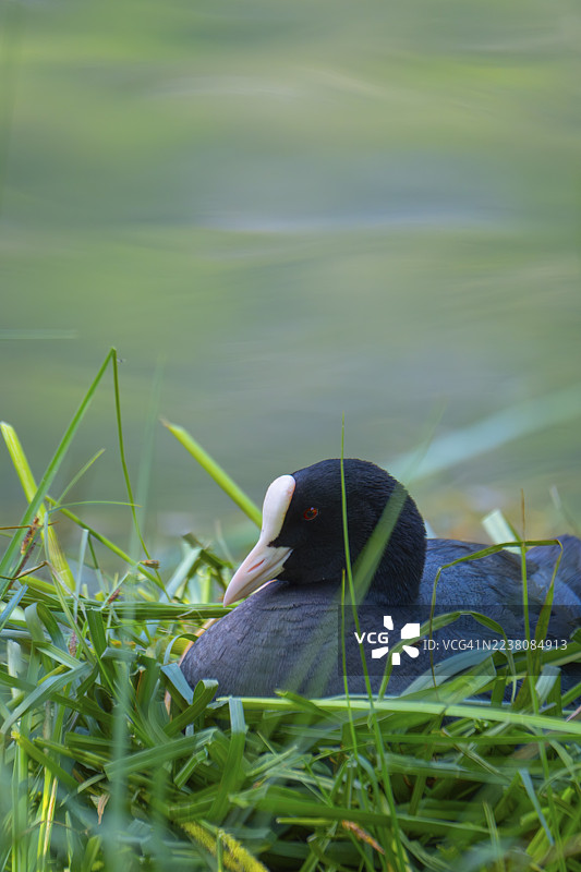 一只鸊鷉（Fulica atra）栖息在意大利南蒂罗尔州布莱斯-霍恩施泰因山谷托布拉赫湖岸边的巢中。图片素材