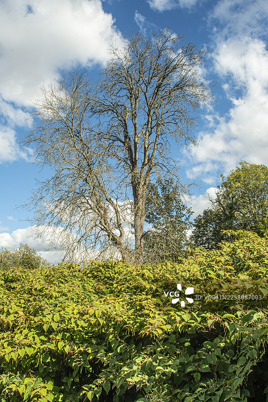 瑞典斯堪尼亚省伊斯塔德森林空地上，一棵枯树夹杂在日本虎杖（Fallopia Japonica）丛中，后者是一种入侵植物。图片素材