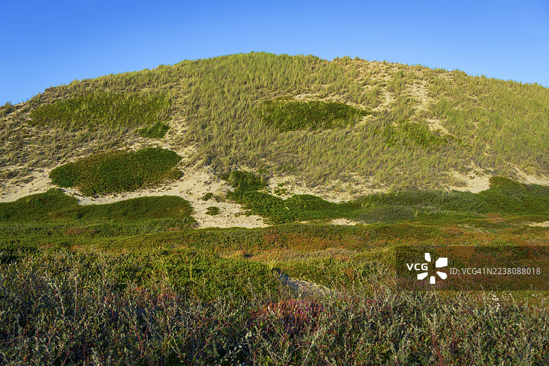 内地沙丘，有海雀麦和石楠的沙丘，北海，岛屿，叙尔特图片素材