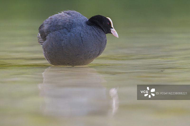 意大利南蒂罗尔州杜伦湖浅水区站立的黑水鸡（Fulica atra）特写图片素材
