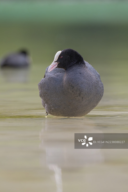 意大利南蒂罗尔州杜伦湖浅水区站立的水鸡（Fulica atra）特写图片素材