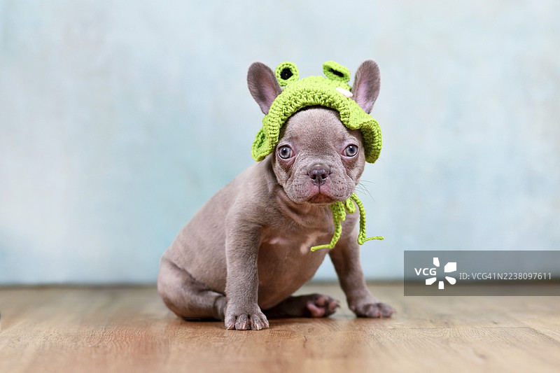 一只戴着针织青蛙帽子的有趣的紫色法国斗牛犬幼犬，在摄影棚背景前。图片素材
