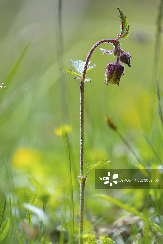 意大利南蒂罗尔托布拉赫霍伦施泰因山谷的溪边康乃馨（Geum rivale）照片图片素材