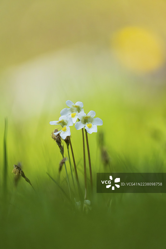 高山捕虫堇（Pinguicula alpina）照片，意大利南蒂罗尔州托布拉赫霍伦斯坦谷图片素材