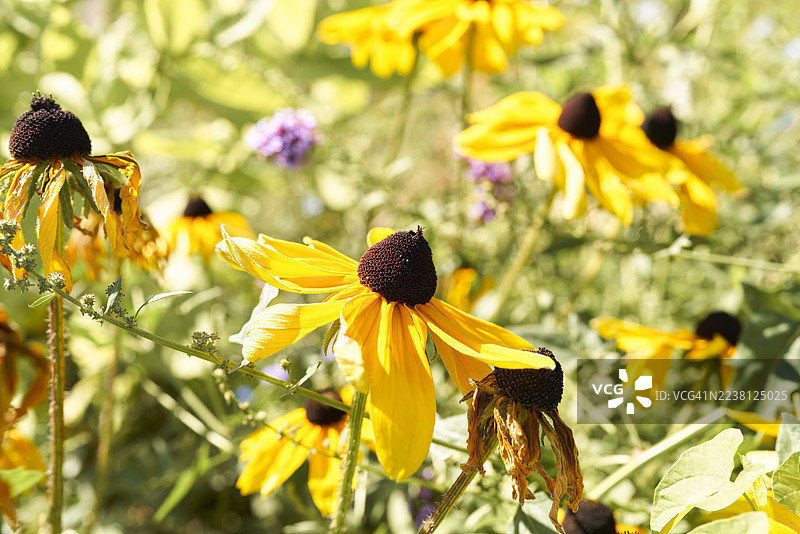 夏日花园里枯萎的黑眼苏珊花图片素材