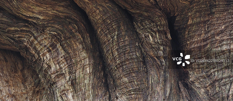 丝柏的起伏表面图片素材