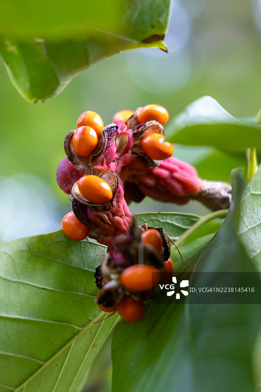 英国格洛斯特郡西斯顿伯特树木园内，木兰树上木兰'Diva'品种的豆荚特写图片素材