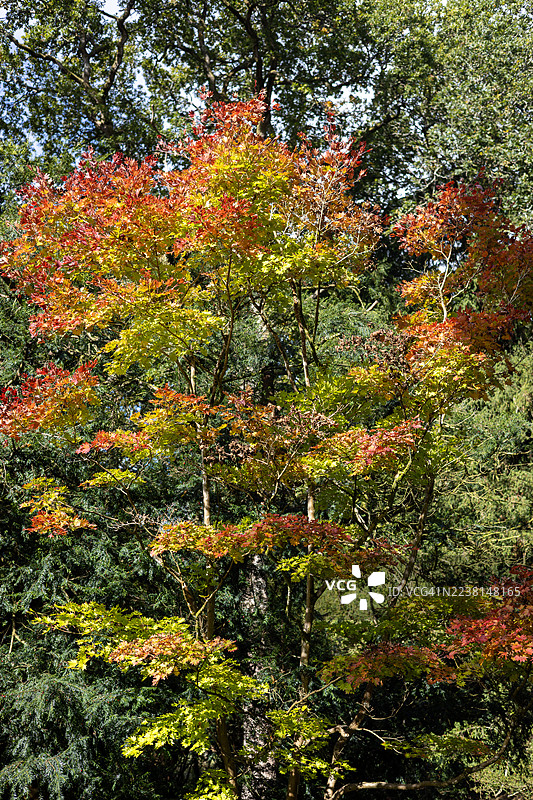 英格兰格洛斯特郡韦斯顿伯特树木园的枫树图片素材