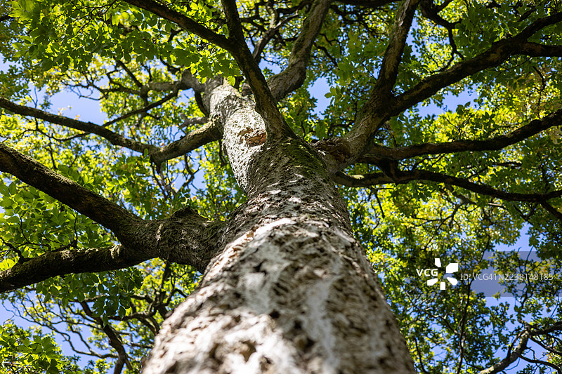 英国格洛斯特郡韦斯顿伯特植物园的软木橡树图片素材