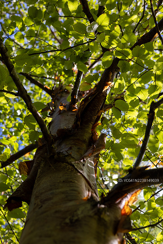 英国格洛斯特郡韦斯顿伯特树木园的桦树图片素材