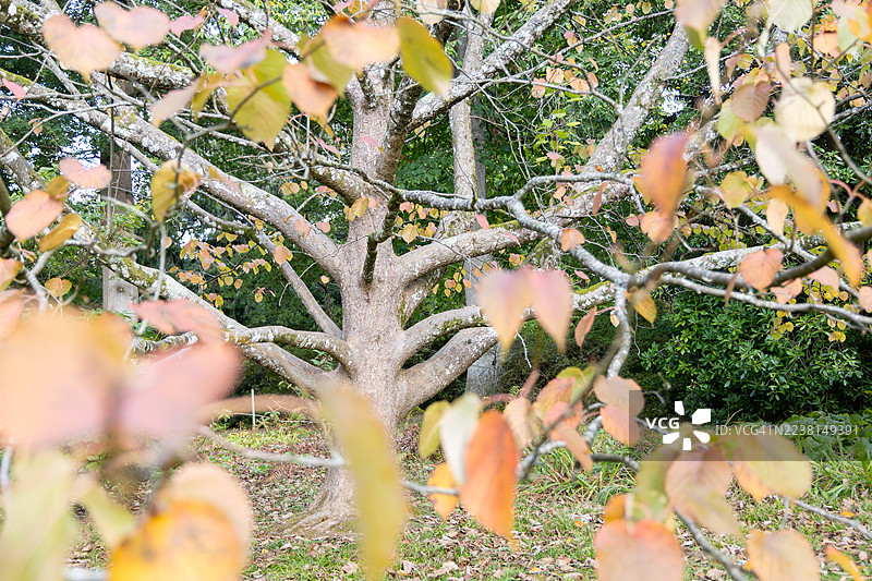 英国格洛斯特郡韦斯顿伯特植物园的珙桐（鸽子树）图片素材