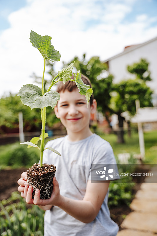 微笑的男孩在户外花园里手握带根的幼苗图片素材